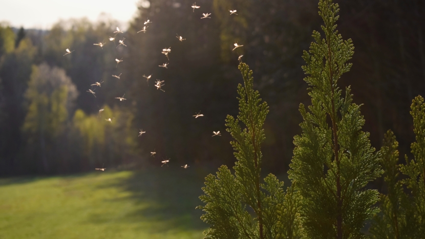 För många förknippas sommaren med insekter och insektsbett som kan bli en riktig plåga. Foto: Shutterstock